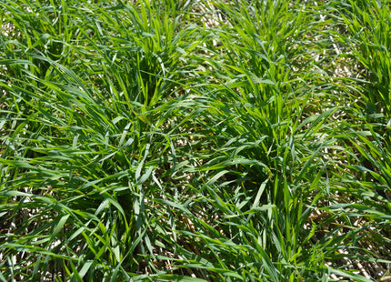 Cereal Rye (Elbon)