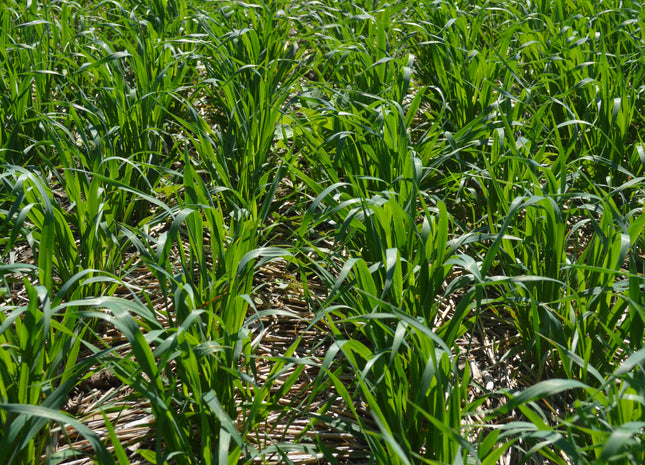 Spring Oats (Rushmore)