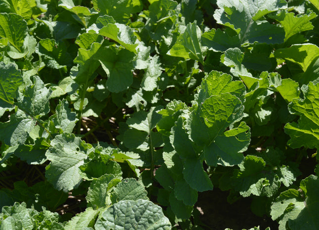 Radish (Nematode Control)