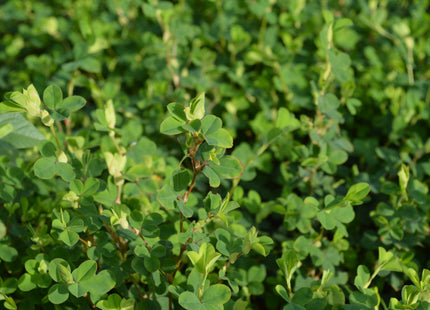Korean Lespedeza