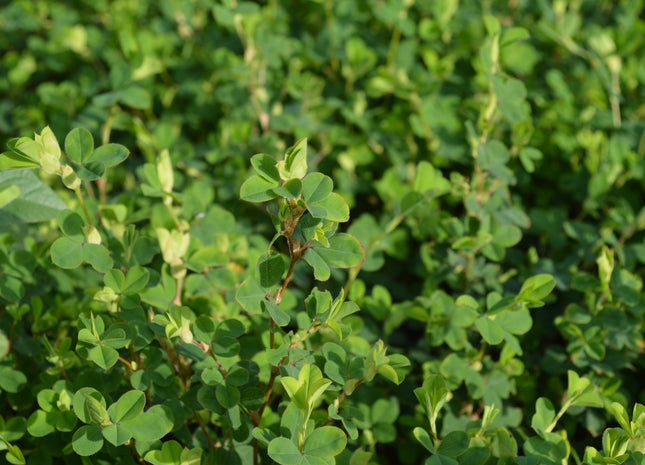 Korean Lespedeza