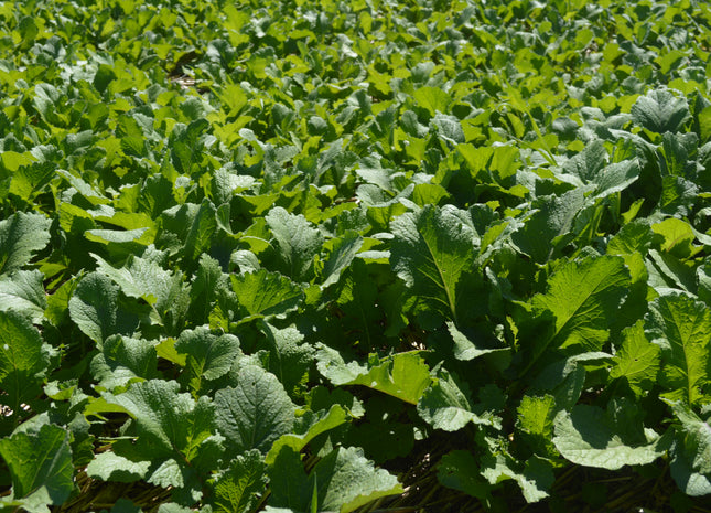 turnip greens seed planting Turnip (Purple Top) – Green Cover
