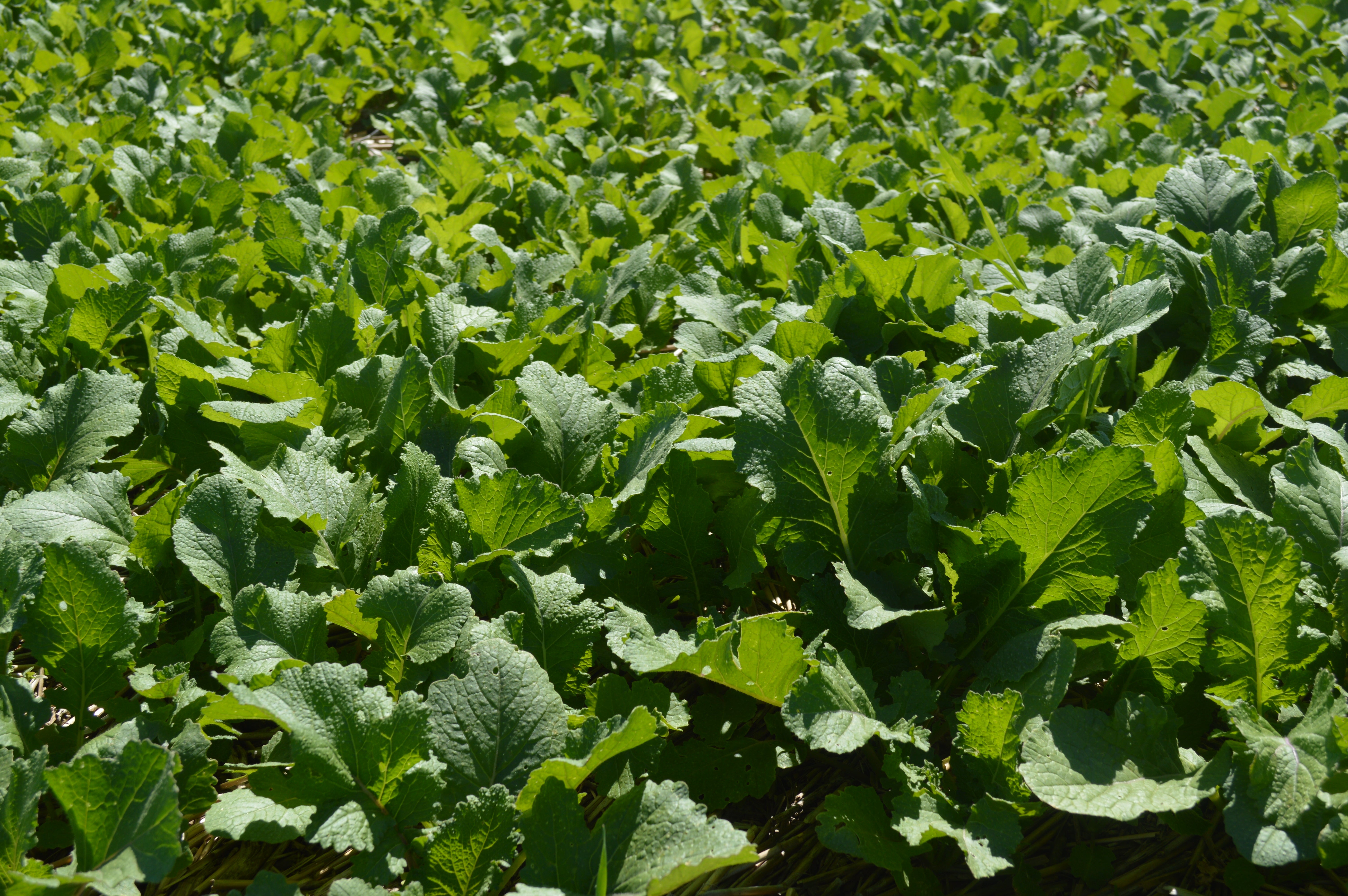 turnip seed planting depth Turnip (Purple Top) – Green Cover