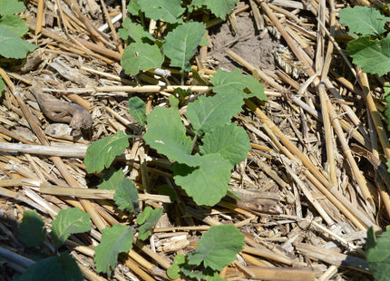 Forage Collards (Impact)