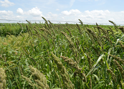 Japanese Millet