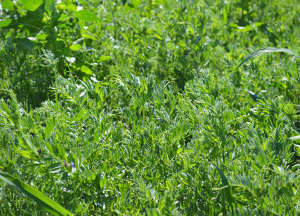 Common Vetch