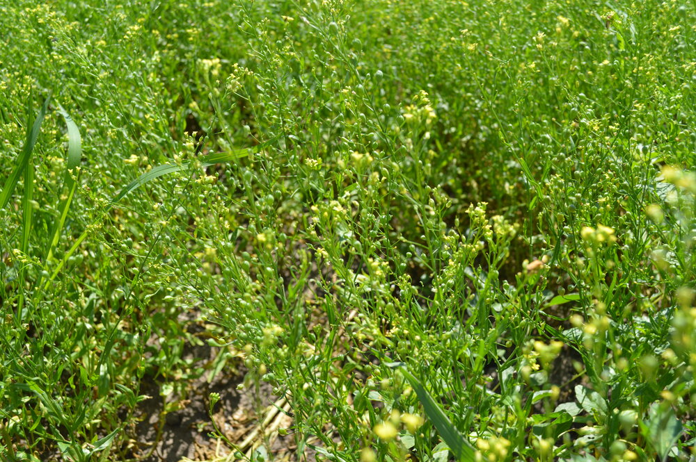 Winter Camelina