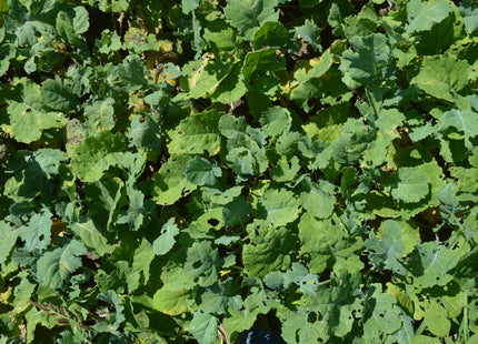Rapeseed (Trophy)