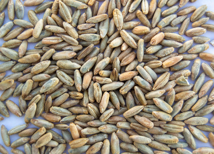 Organic Cereal Rye (Cardinal)