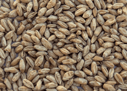 Triticale (Forage FX 1002 Triticale) - Certified