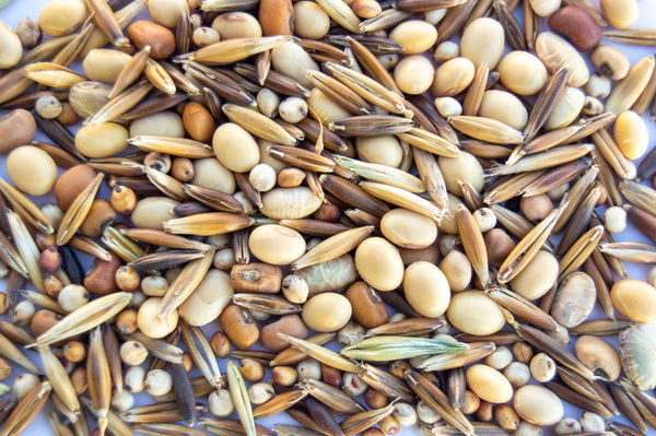 Stockpile Grazing Mix