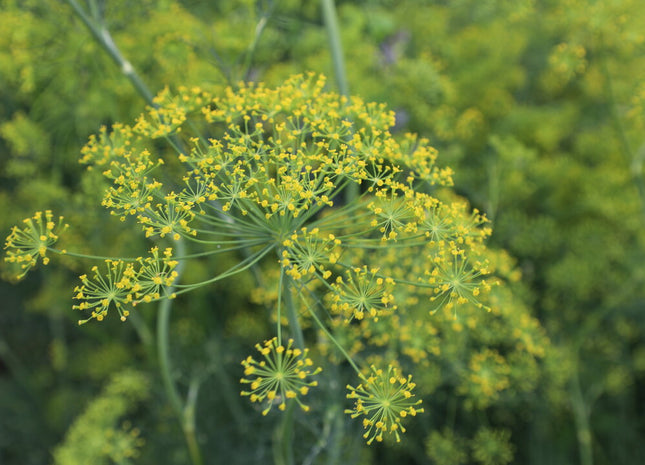 Dill