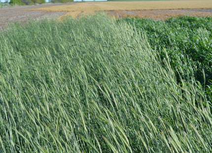 Cereal Rye (Elbon)
