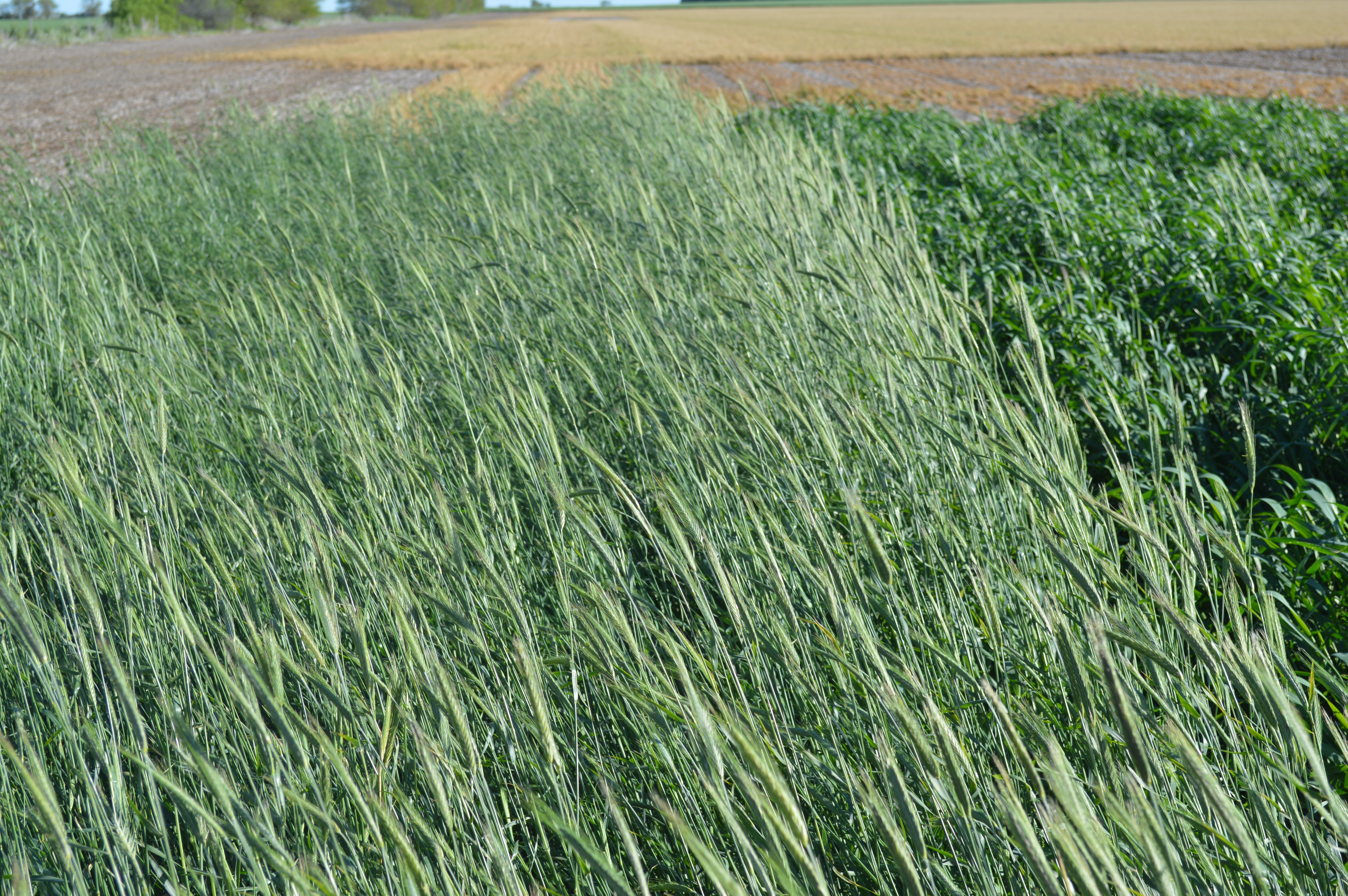 elton wants to plant grass seed Cereal Rye (Elbon) – Green Cover