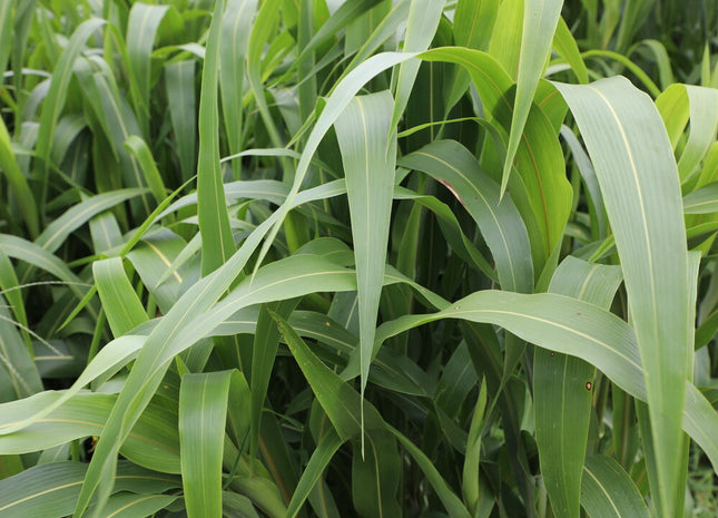 Sorghum Sudan (Endurance Aphid Tolerant BMR Dwarf)