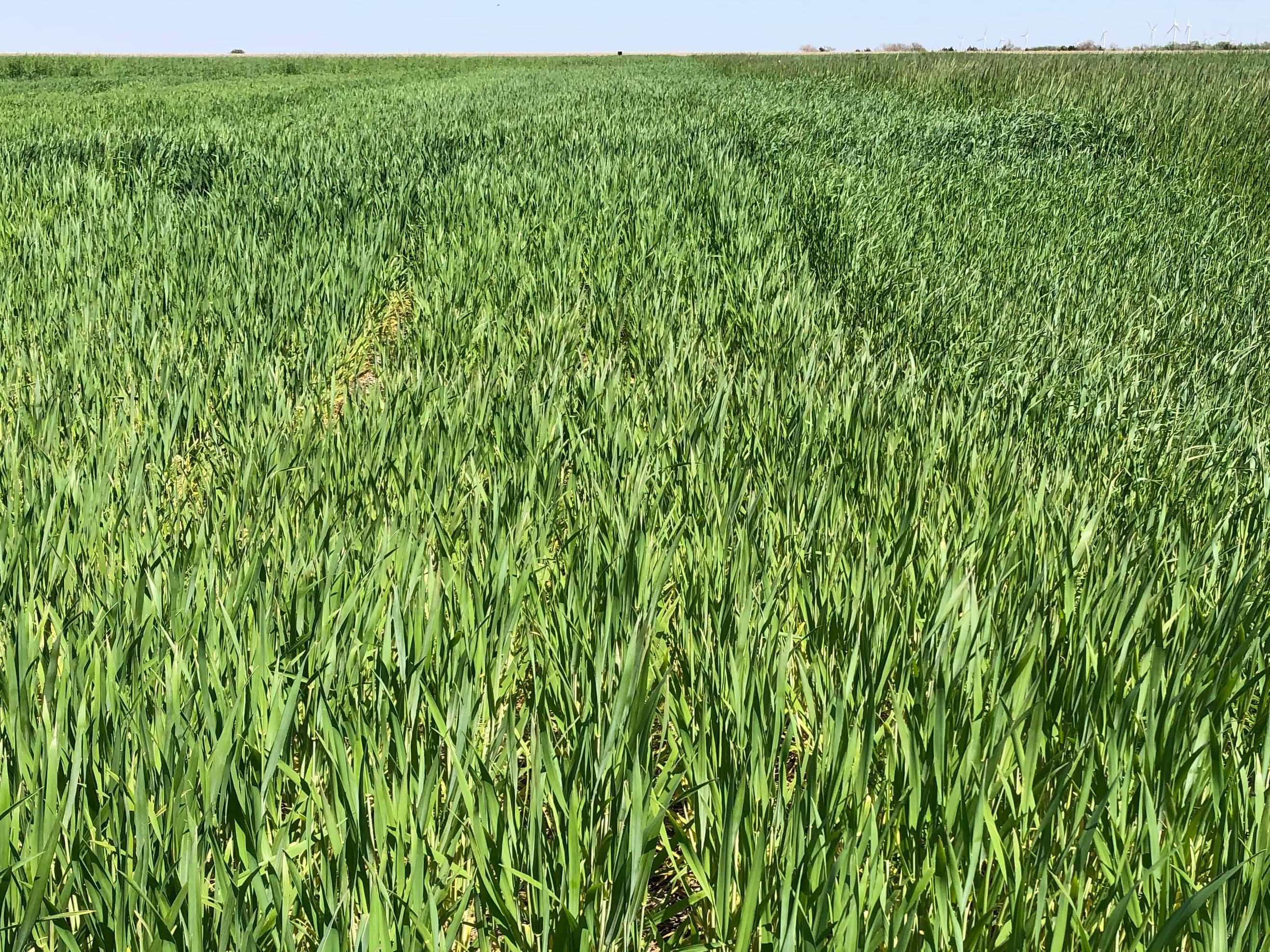 triticale plant Triticale (Forage FX 1001 Triticale)