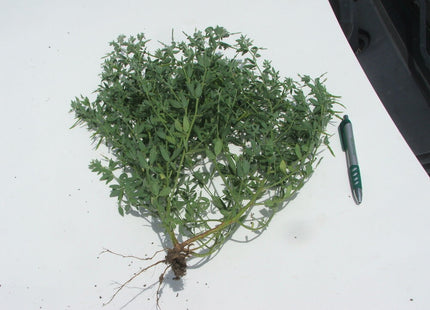Fenugreek - OMRI Inoculated