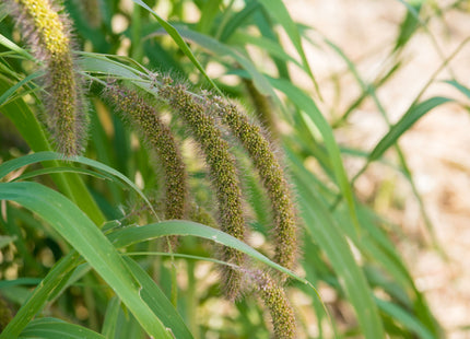 German R Millet German Millet (Strain R) – Green Cover