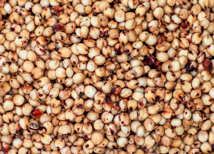 Sorghum Sudan (Good Grazy BMR PPS)