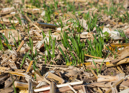 Overwintering Mix