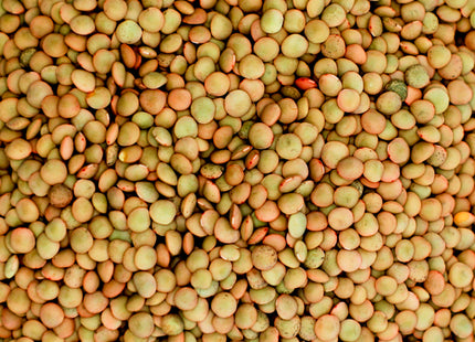 Spring Lentil (Viceroy Green - Certified)