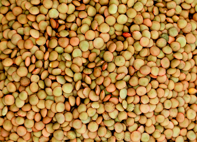 Spring Lentil (Green)