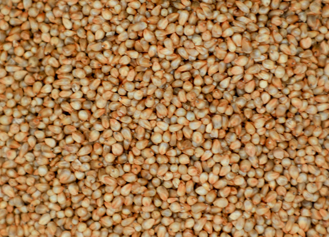 Pearl Millet (Green Giant Hybrid)