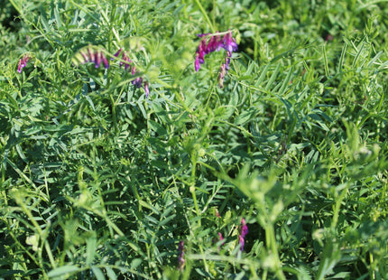 Hairy Vetch (Winter Warrior)