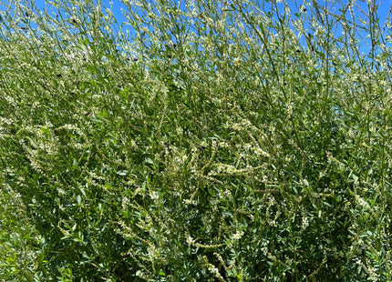 Sweet Clover (Hubam White) - OMRI Inoculated