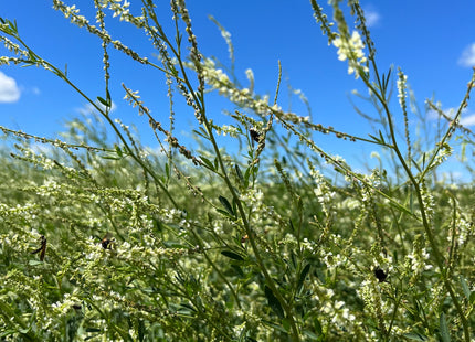 Sweet Clover (Hubam White) - OMRI Inoculated