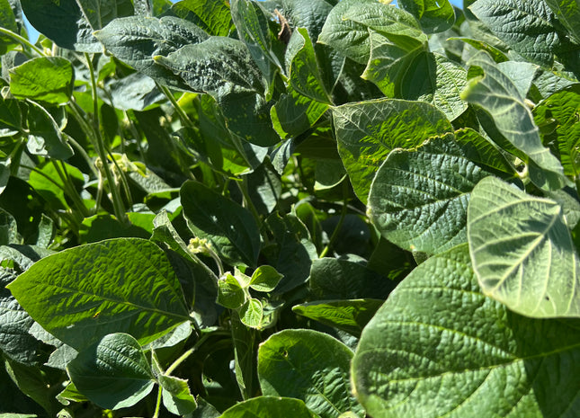 Non-GMO Soybeans (Hutchenson)