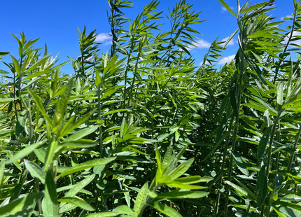 Sunn Hemp (Crescent Sunn)