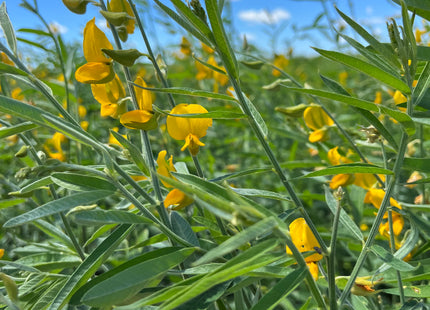 Sunn Hemp (Crescent Sunn)