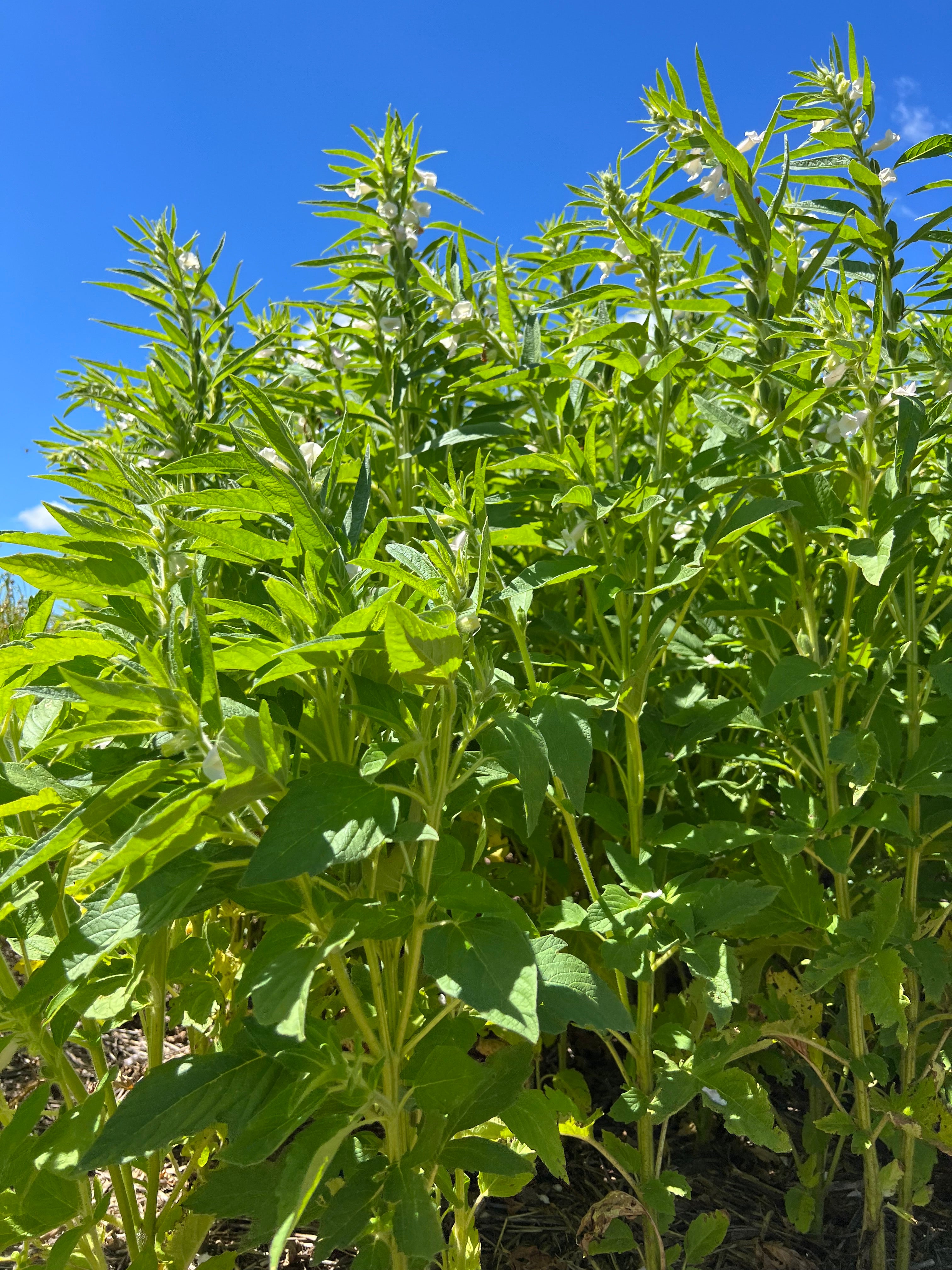 sesame seed plants for sale Sesame – Green Cover