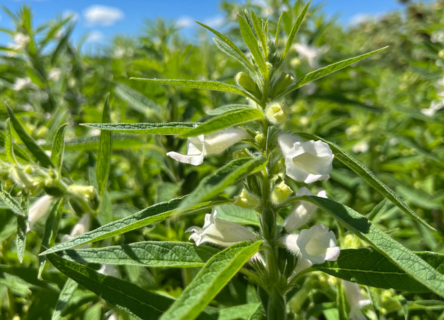 sesame seed plants for sale Sesame – Green Cover