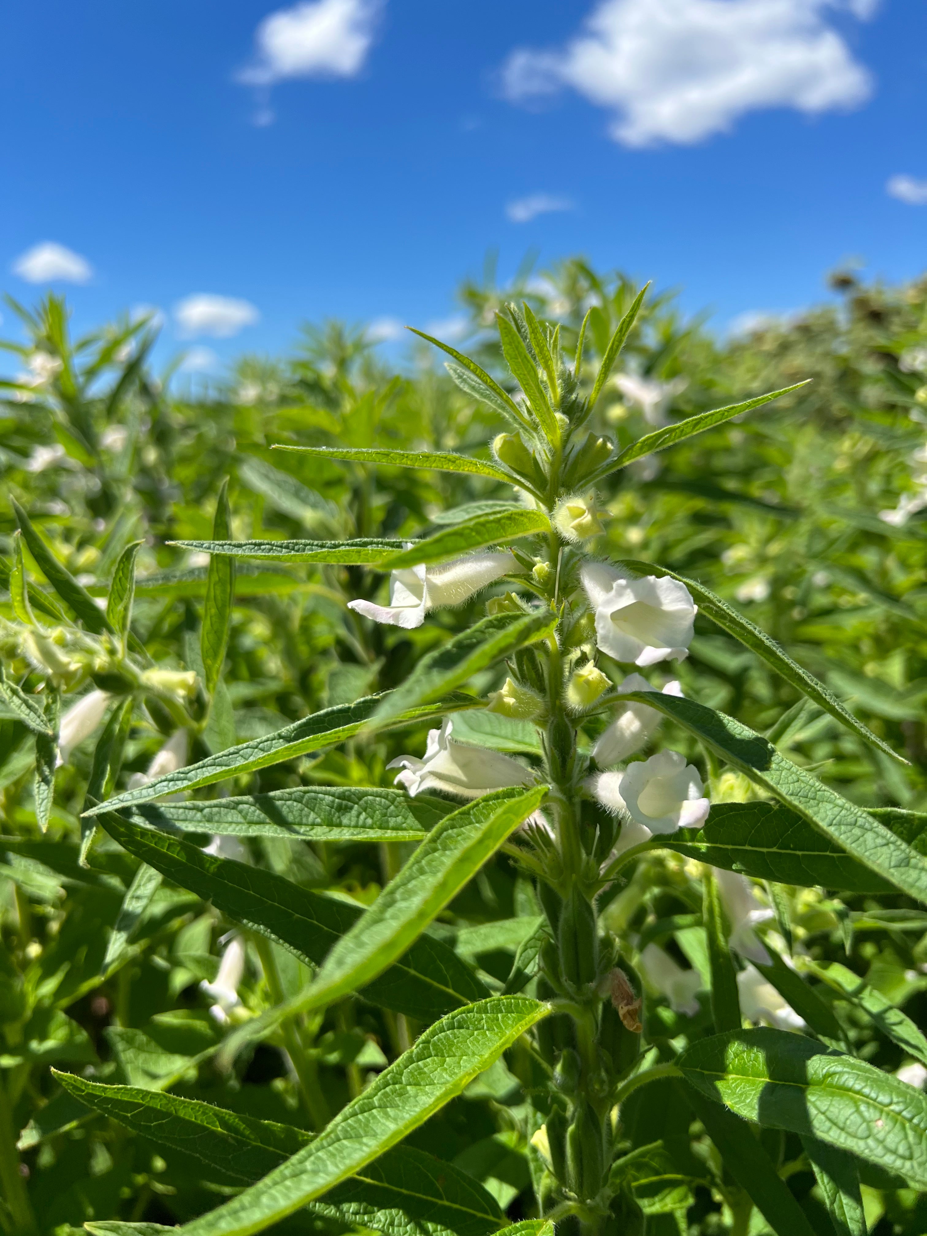 sesame seed plant Sesame – Green Cover