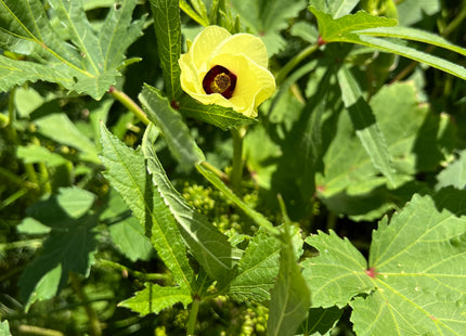 Okra (Clemson Spineless 80)