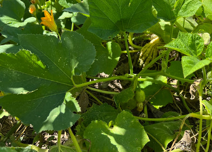 Cucurbit Blend