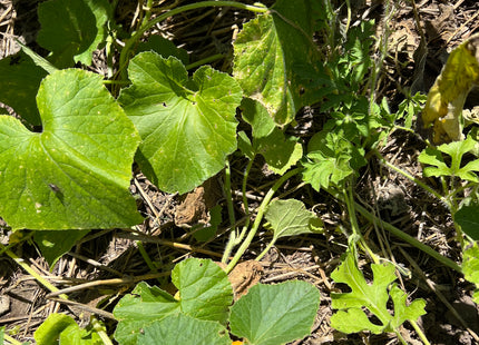 Cucurbit Blend