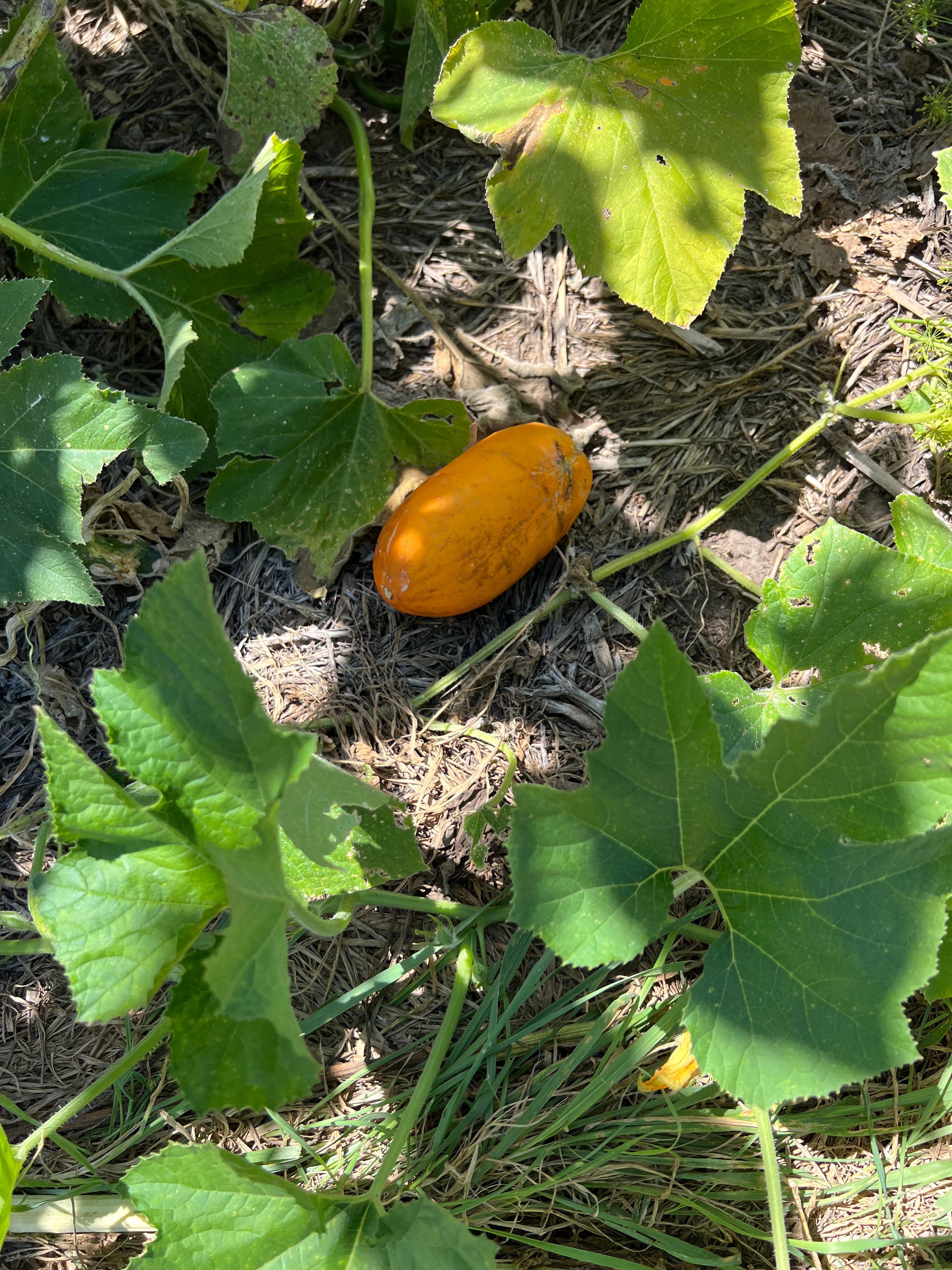 Cucurbit Blend