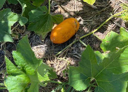 Cucurbit Blend