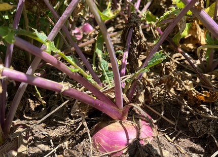 Turnip (Purple Top)