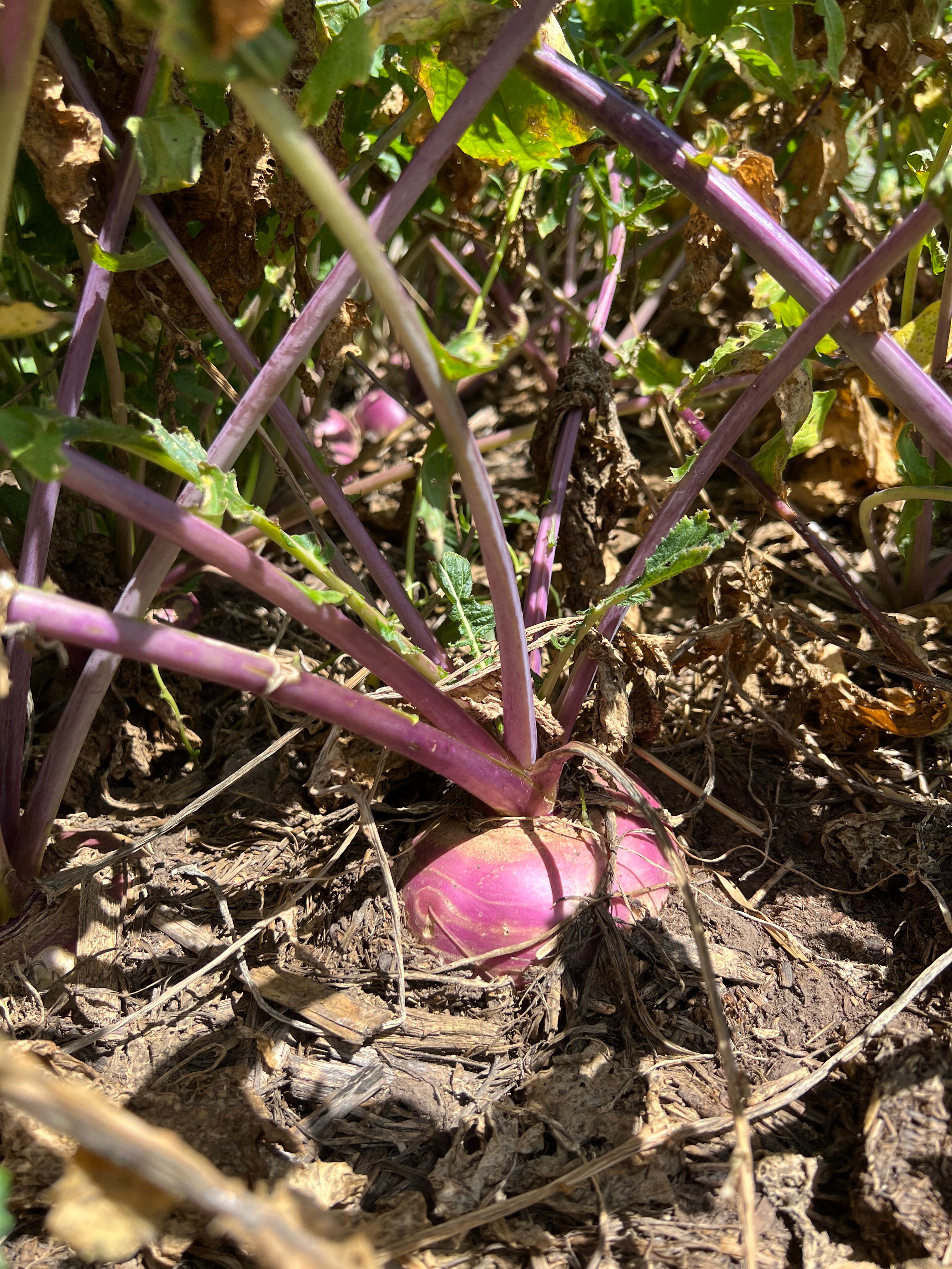 turnip seed planting rate Turnip (Purple Top) – Green Cover
