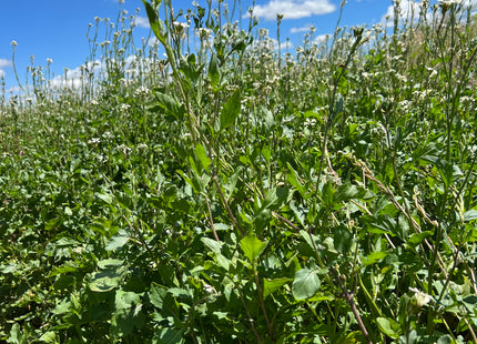 Arugula (Roquette)
