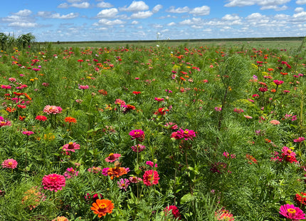 Showy Flower Mix