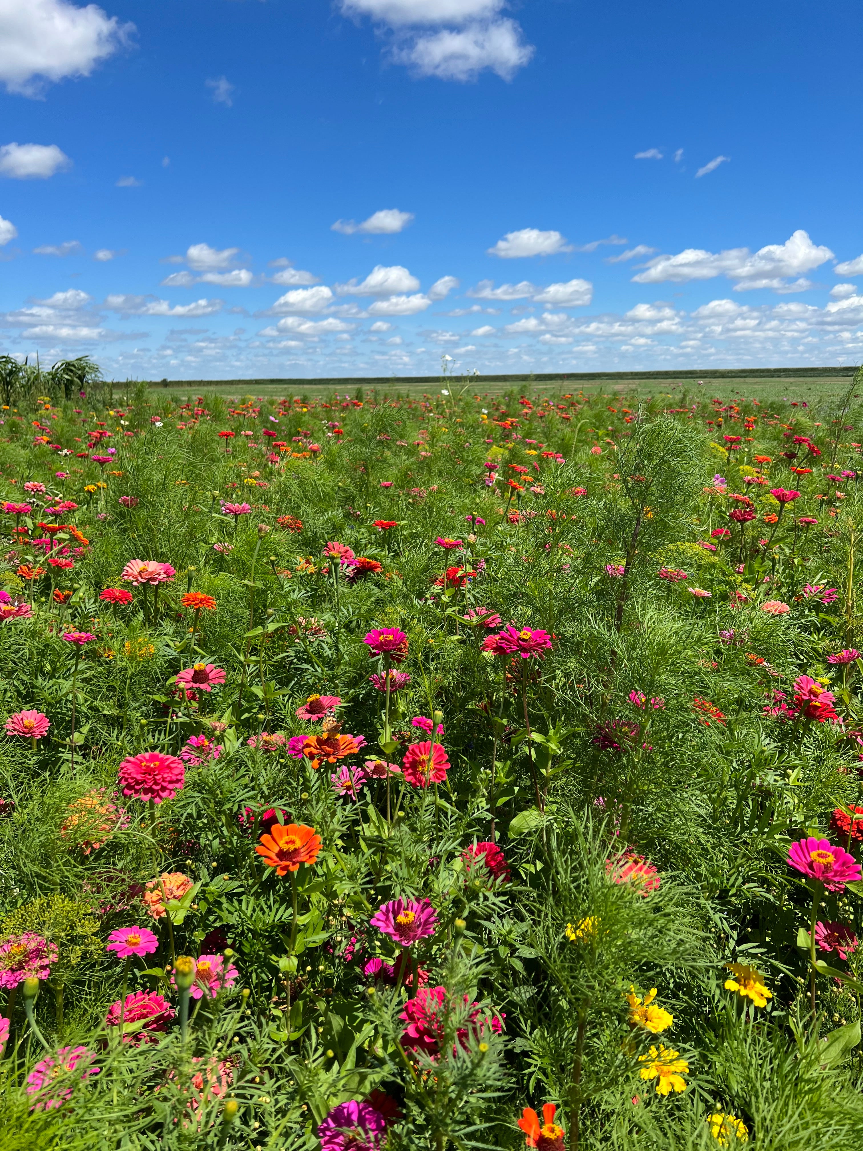 north carolina wildflower seed mix Showy Flower Mix – Green Cover