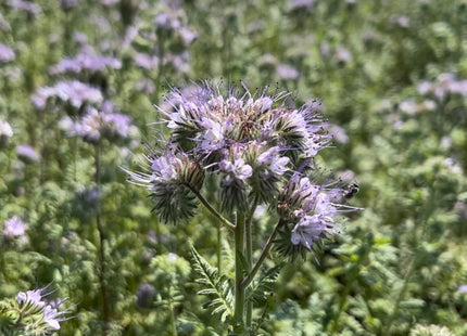 Phacelia (Super Bee)