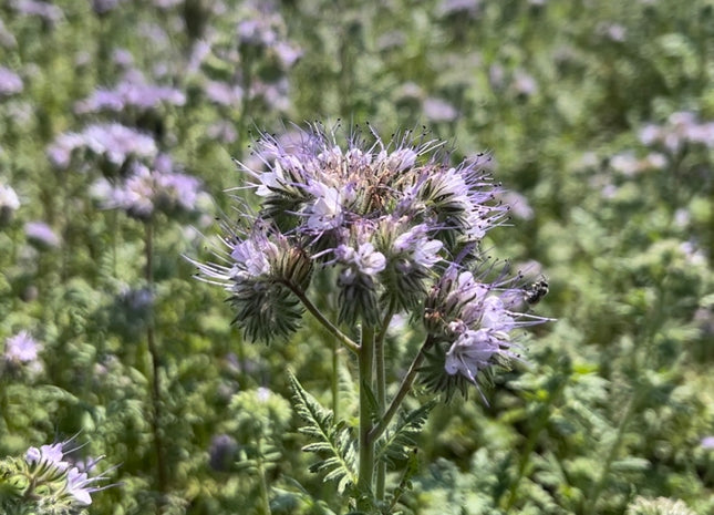 Phacelia (Super Bee)