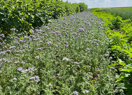 Phacelia (Super Bee)