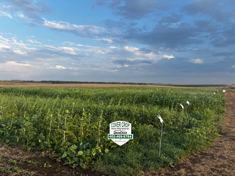 Post-Wheat Cover Crop Plot Tour